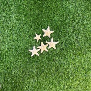 Star fish 3d