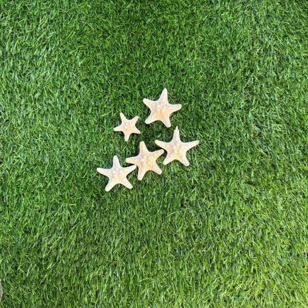 Star fish 3d