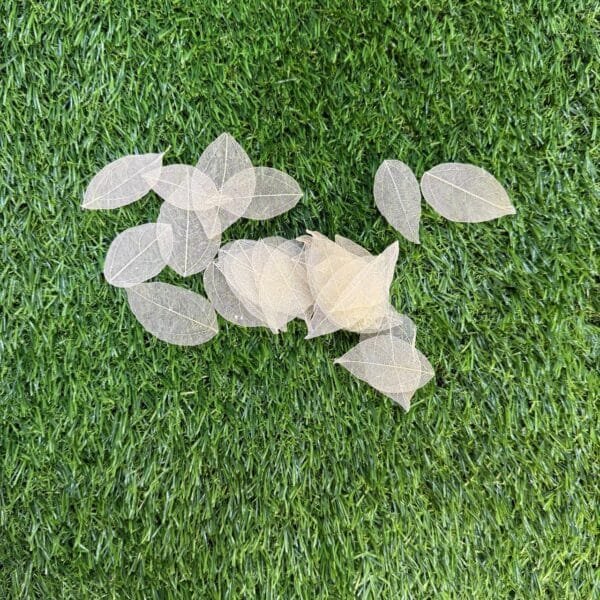 White leaf